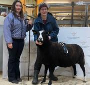Thumbnail for article : Dingwall And Highland Marts Ltd - Annual Highland Zwartbles Sale