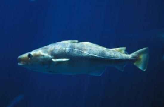 Photograph of UK Secures £970 Million Of Fishing Opportunities For 2024