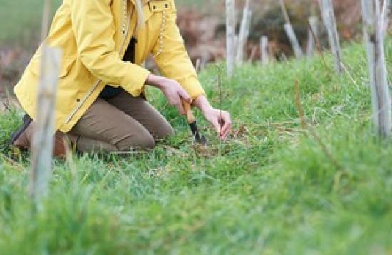 Photograph of Thousands Of Green Jobs Created Thanks To Government Nature Fund, New Report Finds