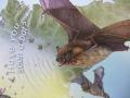 Thumbnail for article : Have You Seen Bats?