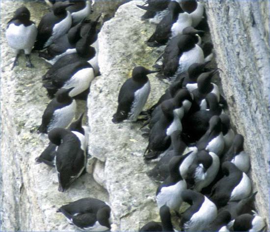 Photograph of Looking For Scotland's Top Nature Photos 