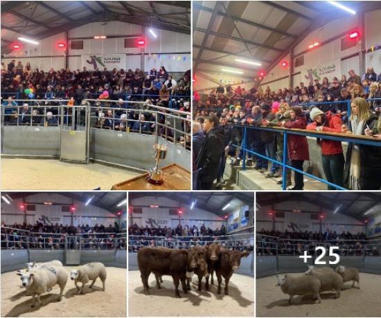 Photograph of Bower Young Farmers - Open Stock Judging