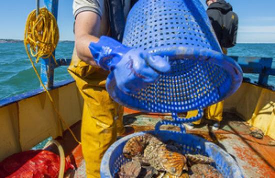 Photograph of Government To Support Small-scale Fishing Industry Across The UK In Latest Medical Consultation