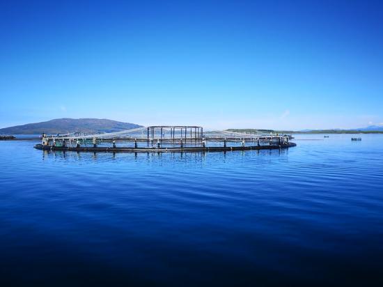 Photograph of Scottish Salmon Is Named UKs Top Food Export For 2023