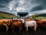 Thumbnail for article : Dingwall and Highland Marts Ltd- Sale 27 February 2024
