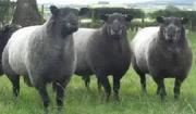 Thumbnail for article : Dingwall And Highland Marts Ltd - Sale 5 March 2024