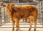 Thumbnail for article : Dingwall And Highland Marts Ltd - Sale 12 March 2024