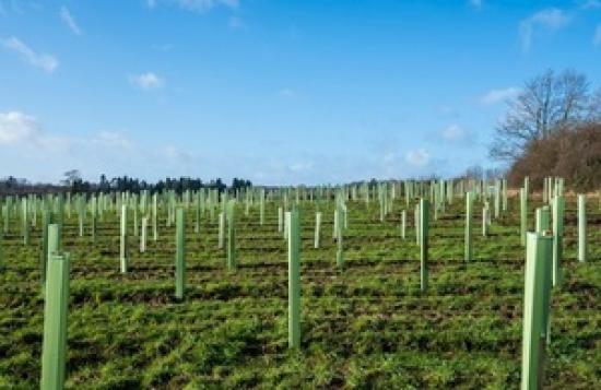 Photograph of Forestry Grant Schemes  - Scotland and England