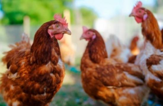 Photograph of New Measures To Help Protect Poultry Industry From Bird Flu