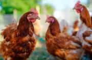 Thumbnail for article : New Measures To Help Protect Poultry Industry From Bird Flu