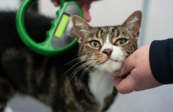 Photograph of More Lost Pets To Return Home As Microchipping System Reformed