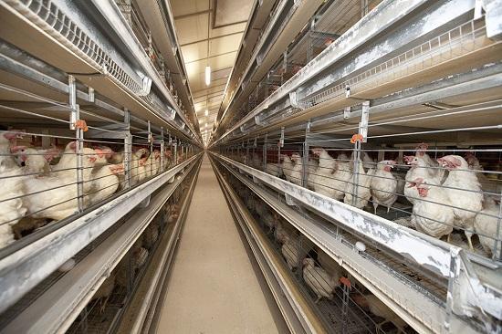 Photograph of Consultation On Laying Hens - Industry Asked For Views On Banning The Use Of Cages