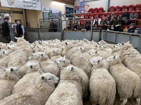 Photograph of Dingwall And Highland Marts Ltd - Sales Sheep And Cattle 1 April 2024