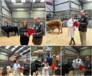 Thumbnail for article : Quoybrae, Caithness Aberdeen And Northern Marts Monday 1st April Sold 890 Store Cattle