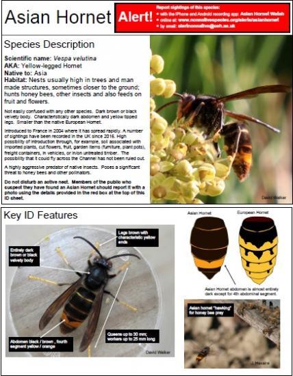 Photograph of Bee Health Report - Contingency Planning To Combat Threat From Asian Hornet