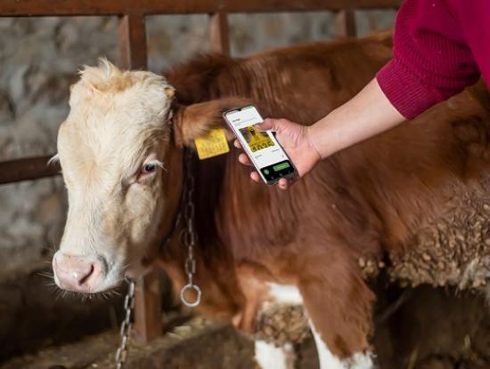 Photograph of Consultation On Cattle Identification - Views Sought On Electronic Id Technology