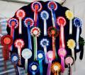 Thumbnail for article : Gwen's Rosettes Found At Caithness County Show