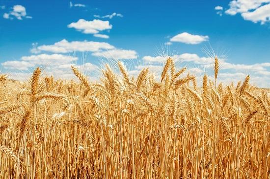 Photograph of EU Increases Tariffs On Russian Grain To Hamper Its War Effort - But It's European Consumers Who Could Feel The Pinch