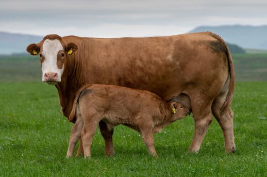 Photograph of Dingwall And Highland Marts Ltd - Sales 17 April 2024