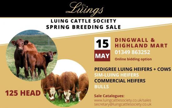 Photograph of Dingwall & Highland Marts Ltd - Sale 7 May 2024