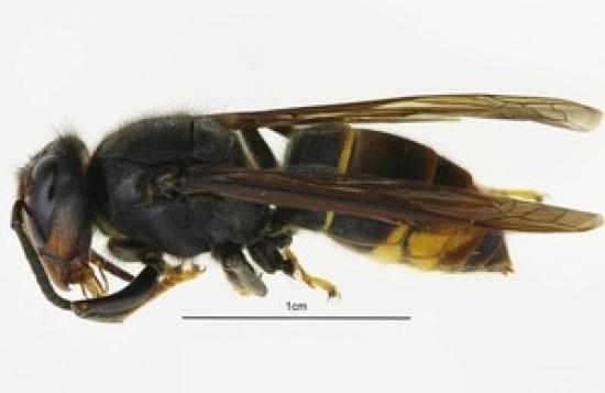 Photograph of Chief Plant Health Officer Urges Increased Asian Hornet Vigilance