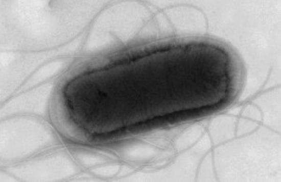 Photograph of E. Coli Advice Issued Amid Rise In Cases