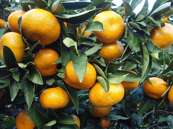 Photograph of The Global Orange Juice Crisis Is Caused By Disease And Bad Weather - Here's How To Keep It On The Breakfast Table