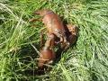 Thumbnail for article : Discovery of invasive crayfish in Lochaber