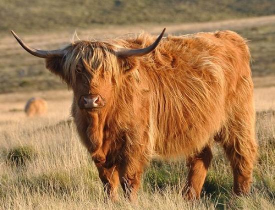 Photograph of Highland Cows - Online Sale Scam - Trading Standards Warning