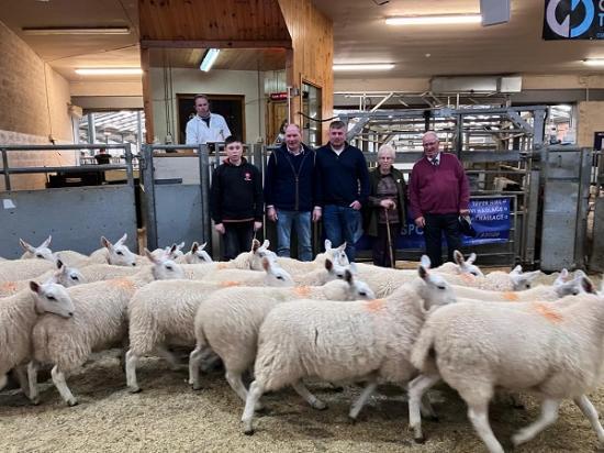 Photograph of Dingwall and Highlands Marts Ltd 29 August 2024 - Sale of breeding sheep and all class of lambs