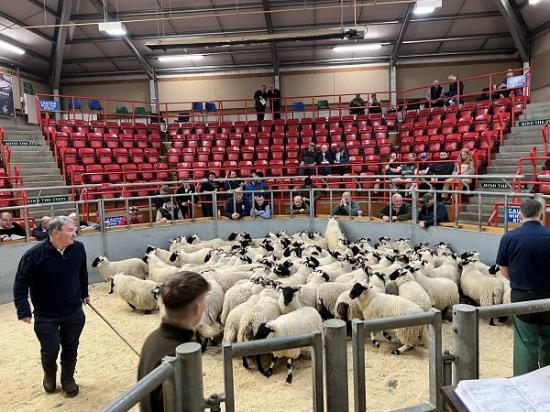 Photograph of Dingwall And Highlands Marts Ltd - Lamb Sale 13 September 2024