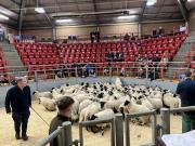 Thumbnail for article : Dingwall And Highlands Marts Ltd - Lamb Sale 13 September 2024