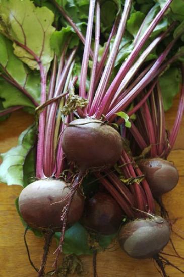 Photograph of British Beetroot Growers To Put Down Roots In US Market