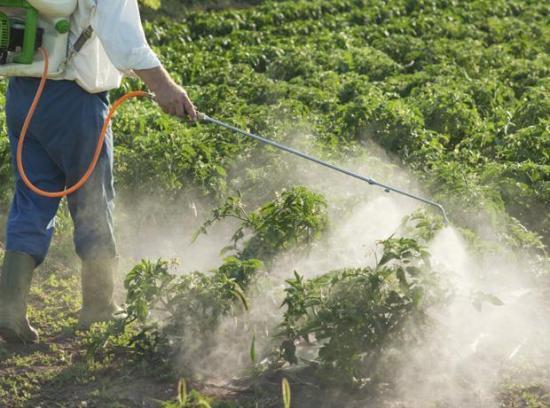 Photograph of Pesticide Usage In Scotland - Outdoor Vegetable Crops 2023