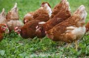 Thumbnail for article : £160m Boost For Uk Poultry Industry As Exports To South Africa Restart