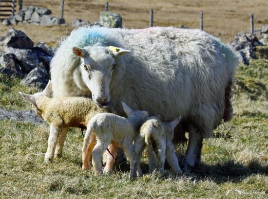 Photograph of  Dingwall & Highland Marts Ltd- Sale 14th October 2011