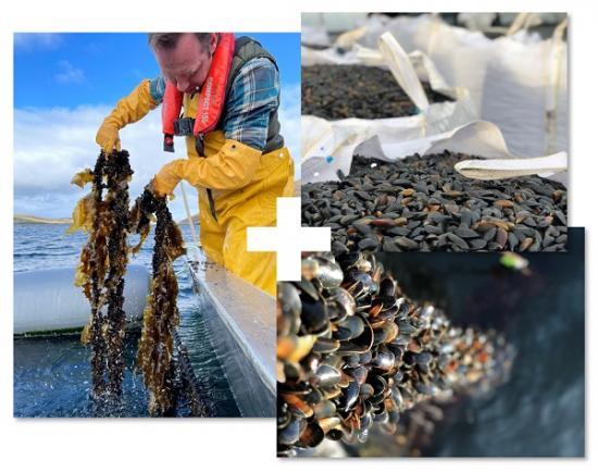 Photograph of Shell-volution: £4.4m Islands Growth Deal To Boost Scotland's Mussel Farming Sector