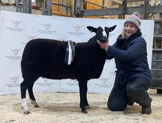 Photograph of Dingwall And Highland Marts Ltd - Sheep at their Rare and Native Breeds -22 November 2024