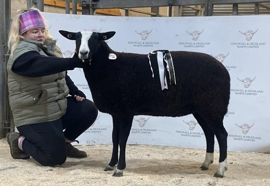 Photograph of Dingwall And Highland Marts Ltd - Pedigree, Pure and Cross Bred Zwartbles - Sale 22 November 2024