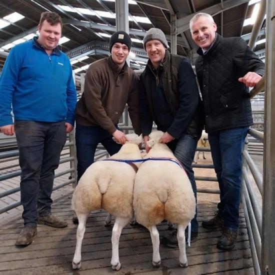 Photograph of Dingwall And Highland Marts Ltd - 3 December 2024 Sold 582 Prime Lambs Its Christmas Show & Sale