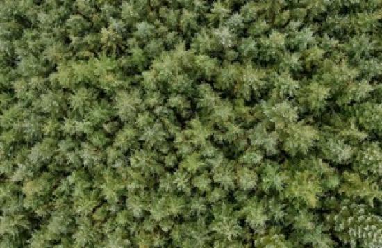 Photograph of Increase of domestic timber to boost UK economy and housebuilding