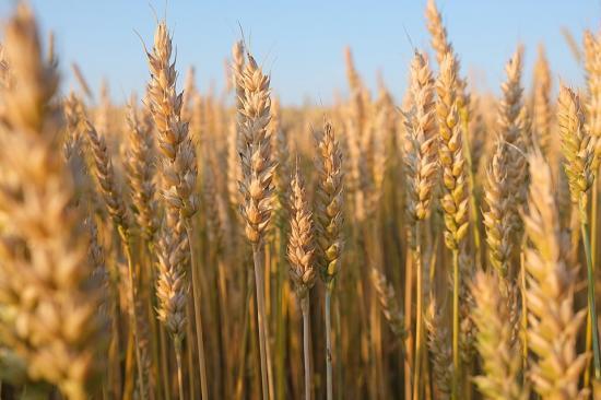 Photograph of Why Donald Trump's trade tariffs are a threat to global food security