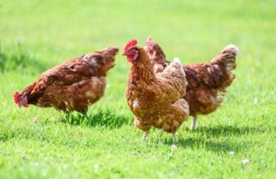 Photograph of Egg packers prosecuted for switching ‘best before' dates