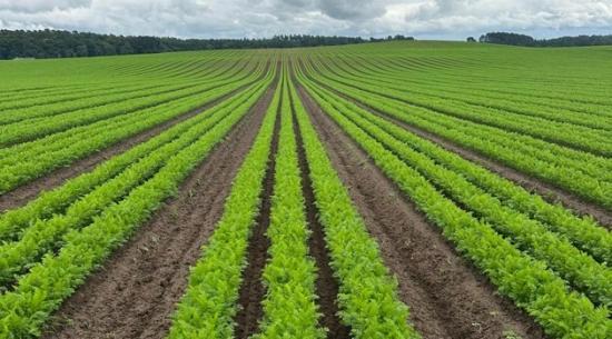 Photograph of Innovative project at Moray carrot firm will lead to growth