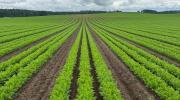 Thumbnail for article : Innovative project at Moray carrot firm will lead to growth