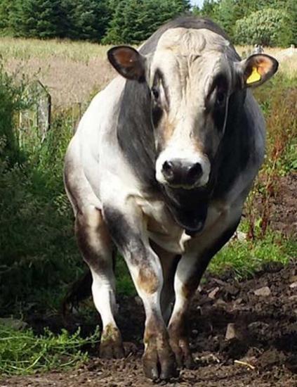 Photograph of Electronic ID for Cattle mandatory in step forward for UK biosecurity