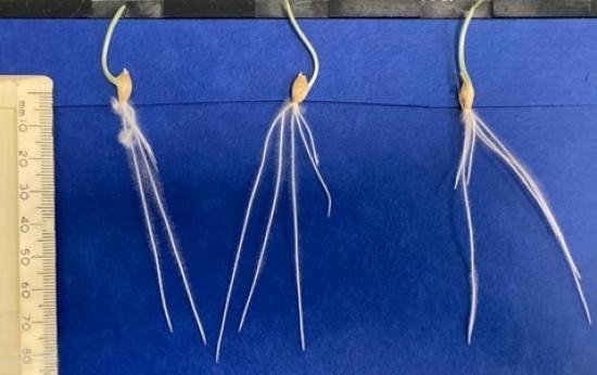 Photograph of Hutton scientist wins prestigious prize for her work on barley roots - and what's happening to barley crops in 2025