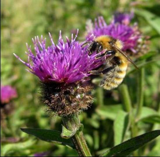 Photograph of Government takes action to protect bees from pesticides