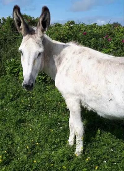 Photograph of A Small Animal Santuary in Caithness Needs Help After Storm Amy