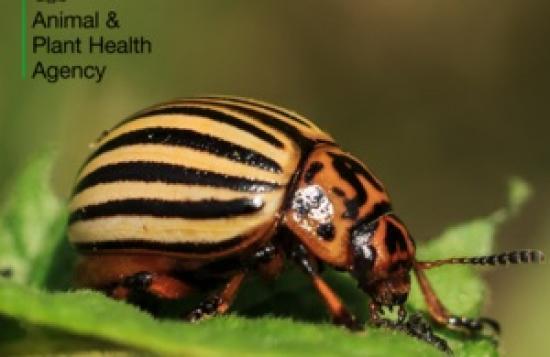 Photograph of Major potato pest eradicated from UK